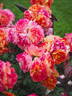 17.16.3780.01 rose photo
