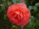 For You With Love rose photo