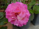 Dornburger Schlossrose rose photo