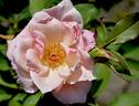First Kiss rose photo