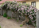 May Queen rose photo