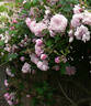 May Queen rose photo