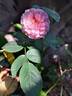 Ina an' Mona rose photo