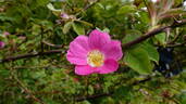 R. heckeliana rose photo