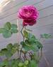 Minerva rose photo