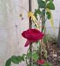 Othello rose photo