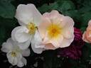 Shropshire Lass rose photo