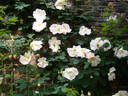 Shropshire Lass rose photo