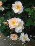 Shropshire Lass rose photo