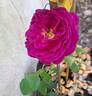 Othello rose photo