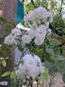 Bordure Blanche ® rose photo