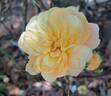 Soleil Couchant rose photo