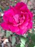 Elegance rose photo
