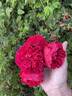Florentina rose photo
