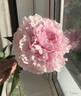 Albert Crousse peony photo