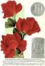 Olympiad rose photo
