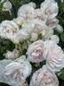 Champagne Moment rose photo