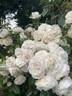 Champagne Moment rose photo