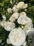 Champagne Moment rose photo