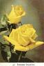 Summer Sunshine rose photo