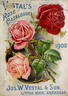 Sunrise rose photo