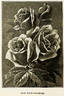Sunrise rose photo