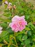 Belle Cathérine rose photo
