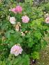 Celsiana rose photo