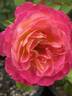 Gorgeous™ rose photo