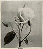 Sunrise rose photo