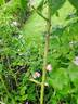 Honorine de Brabant rose photo