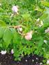 Honorine de Brabant rose photo