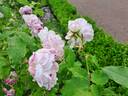 Honorine de Brabant rose photo