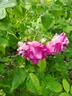 Honorine de Brabant rose photo