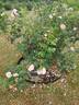 Great Maiden's Blush rose photo