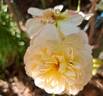 Soleil Couchant rose photo