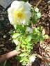Limona rose photo