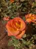 Mardi Gras ™ rose photo