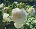 Honeymoon ™ rose photo
