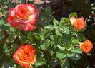 Meteor rose photo