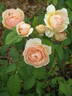 Sweet Juliet rose photo