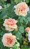Broderi rose photo