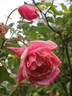 Général Schablikine rose photo