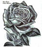 Clara Barton rose photo