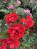 Florange rose photo