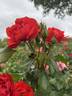 Florange rose photo