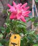 Bee's Paradise ® Pink rose photo