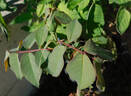 Mademoiselle de Sombreuil rose photo