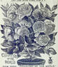 Champion of the World rose photo