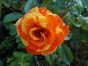 Oranges 'n' Lemons ™ rose photo